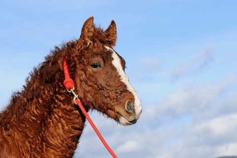 Curly Horse (Equus ferus caballus)