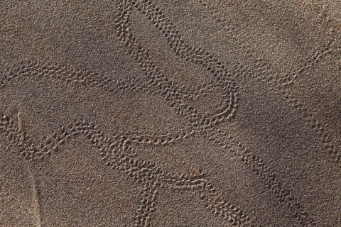 Animal tracks