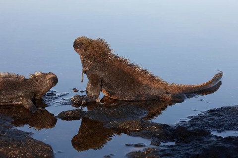 Marine iguanas (Amblyrhynchus cristatus)