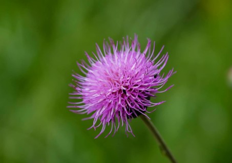 Spear Thistle (Cirsium vulgare)