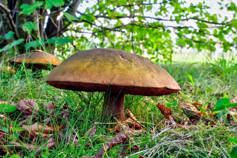 Lurid bolete (Suillellus Luridus) in the meadow