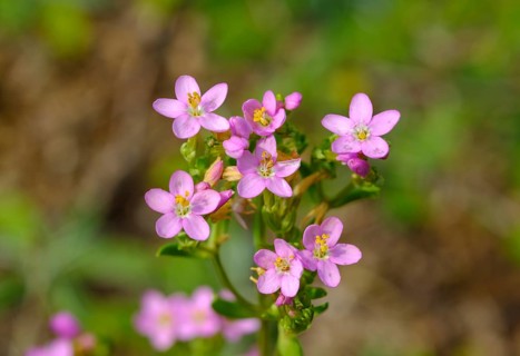 Common centaury (Centaurium erythraea)