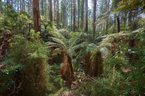 Rainforest with Tree ferns (Cyatheales) and Eucalyptus regnans trees (Eucalyptus regnans)