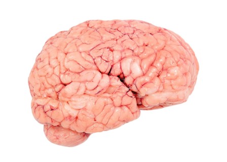 Human brain