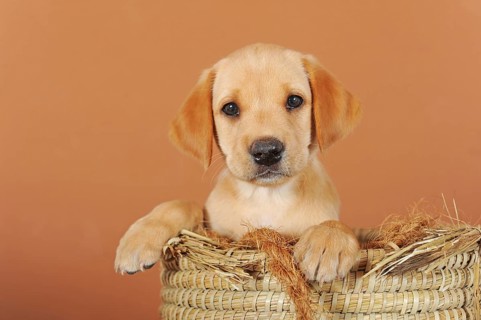 Labrador Retriever