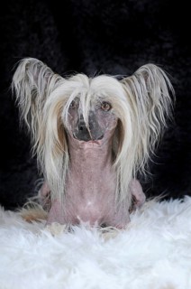 Dog breed Chinese Crested Hairless
