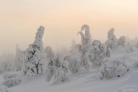 Snowy trees