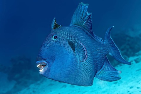Blue triggerfish (Pseudobalistes fuscus)
