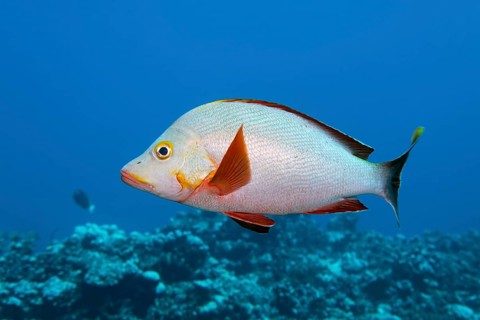 Humpback Red Snapper (Lutjanus gibbus)