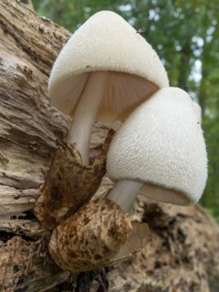 Silky sheath (Volvariella bombycina)