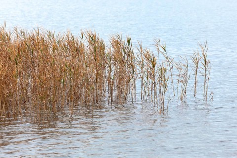 Reed grows in the water