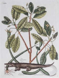 Alligator (Crocodilus dictus) und Mangrovenbaum (Lacertus Candela Americana)