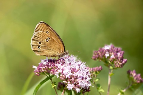 Ringlet (Aphantopus hyperantus) on Hemp agrimony (Eupatorium cannabinum)