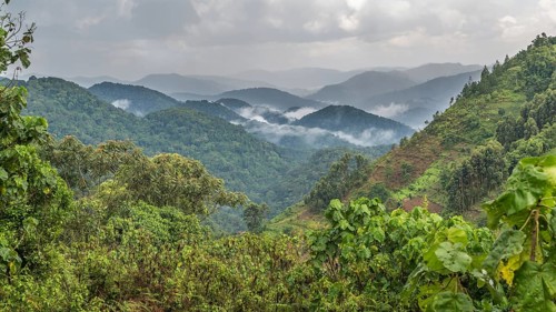 Tropical rainforest