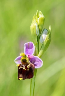 Late spider-orchid (Ophrys fuciflora)