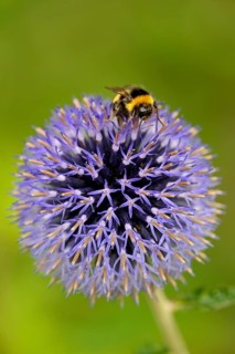 Large earth bumblebee (Bombus terrestris) on a globe thistle (Echinops)