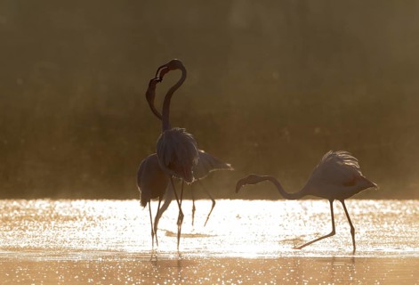 Greater Flamingo (Phoenicopterus roseus)