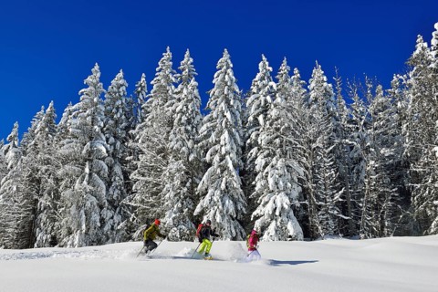 Snowshoe hikers in front of a snow-covered forest on the premium winter hiking trail of the Hemmersuppenalm