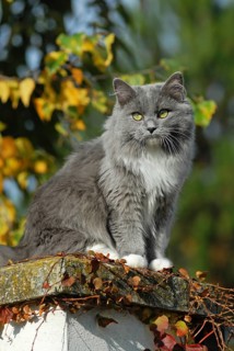Ragdoll