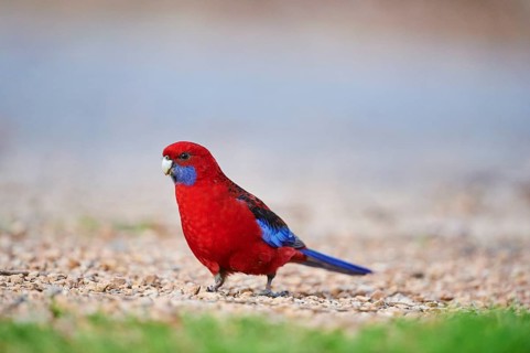 Crimson rosella (Platycercus elegans) on ground