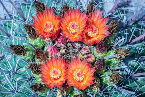 Orange-red flowering Fishhook Barrel Cactus (Ferocactus wislizeni)