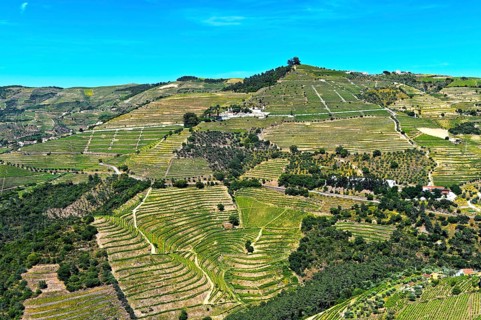 Vineyard region Alto Douro in the valley of Rio Pinhao