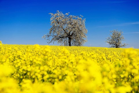 Rapeseed fields and blossoming cherry trees near Stucht