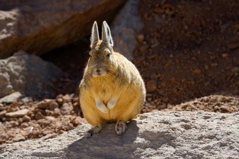 Southern Viscacha or mountain viscacha (Lagidium viscacia)