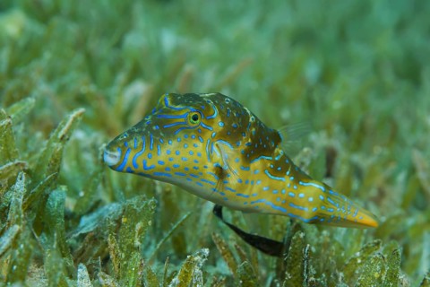 Crowned Puffer (Canthigaster coronata) swim over sea grass