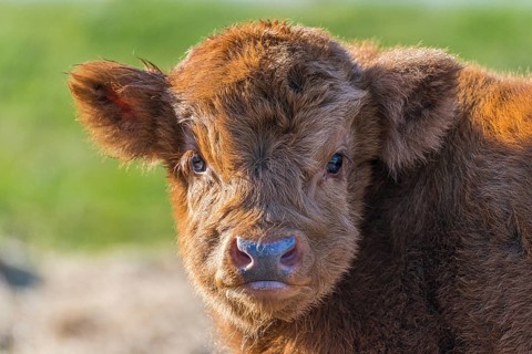 Highland Cattle (Bos primigenius taurus)