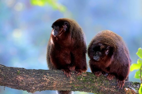 Coppery titi (Plecturocebus cupreus)
