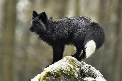 Silver fox