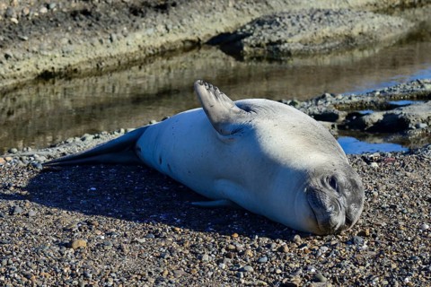 South American sea lion (Otaria flavescens)