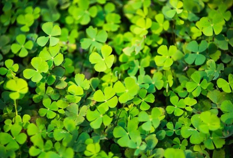 Clover with four leaves in a meadow