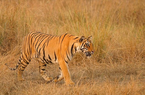 Bengal tiger (Panthera tigris tigris)