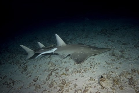 Giant Guitarfish (Rhynchobatus djiddensis) swims over sandy bottom in the night