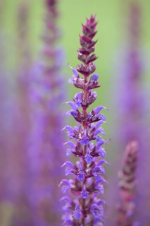 Woodland sage (Salvia nemorosa)