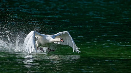 Mute swan (Cygnus olor)