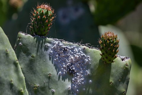 Cochineal (Dactylopius coccus) on the leaf of an Opunitie (Opuntia)