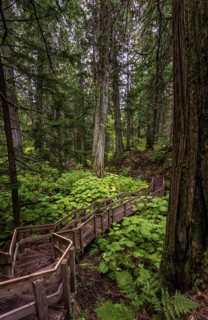 Wood path