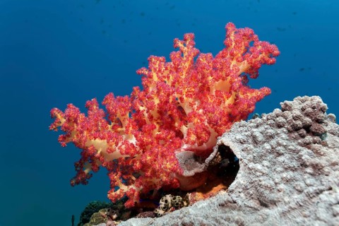 Klunzinger's Soft Coral (Dendronephthya klunzingeri) on Reef Roof