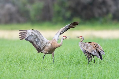 Two Sandhill cranes (Grus canadensis) on field