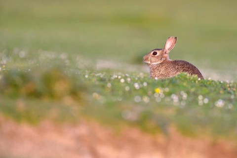 Young European rabbit (Oryctolagus cuniculus)
