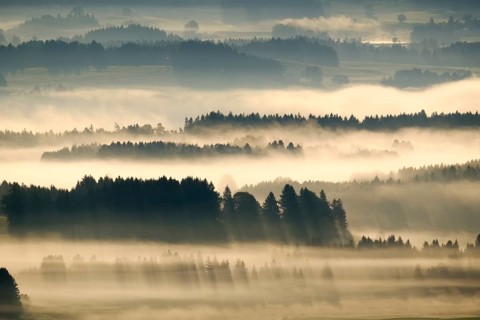 Morning fog