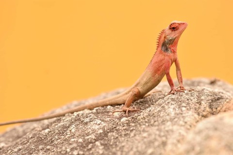 Male Oriental Garden Lizard (calotes versicolor) on rock