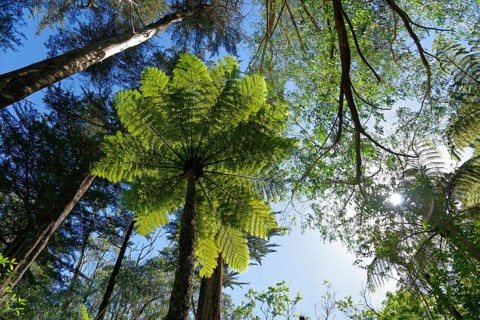 Silver fern (Cyathea dealbata) in tropical rainforest
