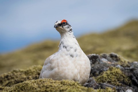 Rock Ptarmigan (Lagopus muta)