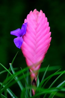 Blue tillandsia (tillandsia cyanea)