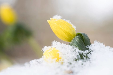 Winter aconite (Eranthis hyemalis)