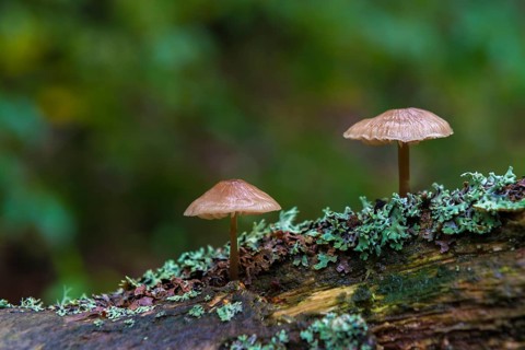 Two Bonnets (Mycena) on deadwood